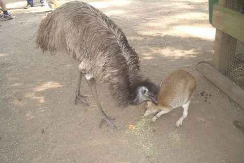Blue Mountains PRIVATE Day Tour - Tourism Brisbane 4