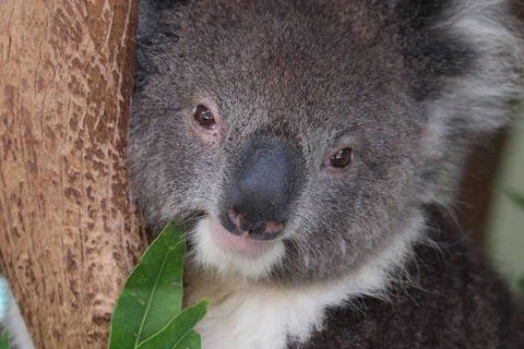 All Inclusive Blue Mountains Small-Group Day Trip From Sydney - Brisbane Tourism 1