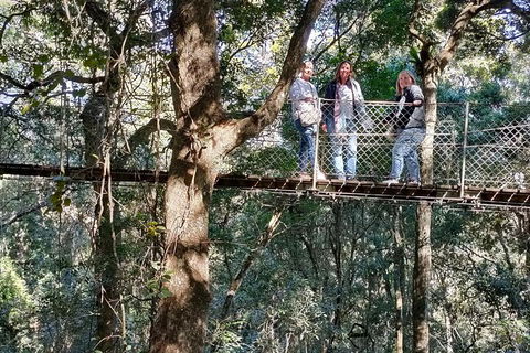 Lamington National Park, O'Reilly's & Vineyard Tour - Tourism Brisbane 2