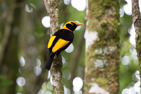 Lamington National Park, O'Reilly's & Vineyard Tour - Tourism Brisbane 4