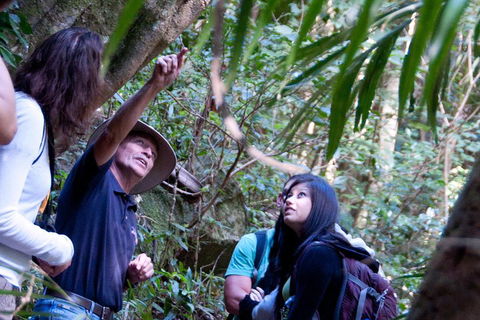 Natural Bridge & Springbrook Waterfalls Tour - Tourism Brisbane 4
