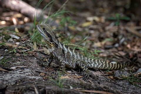 Cape Byron Aboriginal Tour - Tourism Brisbane 3