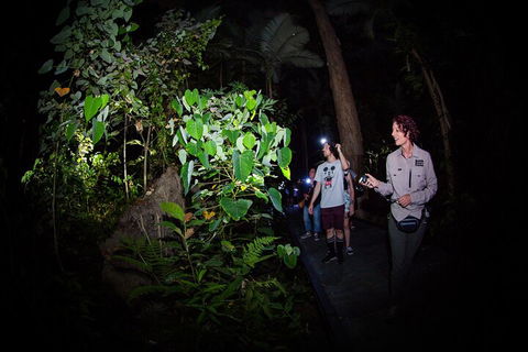 Let's Go Buggin & Let's Go Shroomin - Photography & Nature Walking Tours - Tourism Brisbane 4