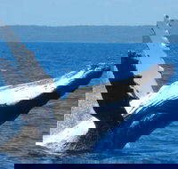 Mooloolaba Whale Watching Tour - Tourism Brisbane