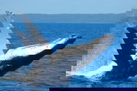 Mooloolaba Whale Watching Tour, Noosa