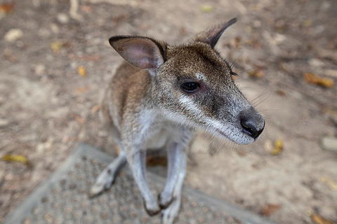 2 Day Daintree Rainforest, Cape Tribulation And Outback Chillagoe Tour - Tourism Brisbane 4