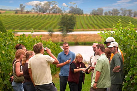 Yarra Valley Balloon Flight And Winery Tour - Tourism Brisbane 4