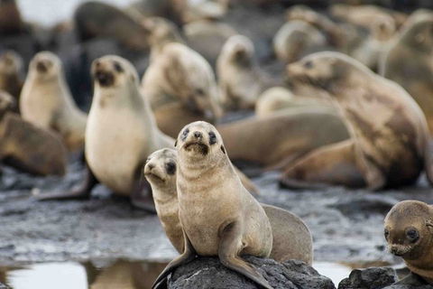 Puffing Billy, Wildlife Sanctuary & Penguins Day Tour From Melbourne - Tourism Brisbane 0