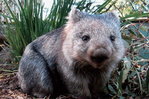 Puffing Billy, Wildlife Sanctuary & Penguins Day Tour From Melbourne - Tourism Brisbane 2