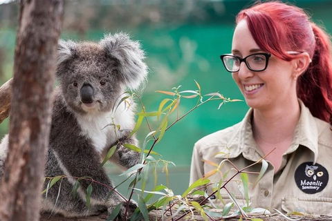 Puffing Billy, Wildlife Sanctuary & Penguins Day Tour From Melbourne - Tourism Brisbane 3