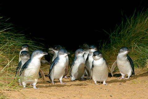 Puffing Billy, Wildlife Sanctuary & Penguins Day Tour From Melbourne - Tourism Brisbane 4