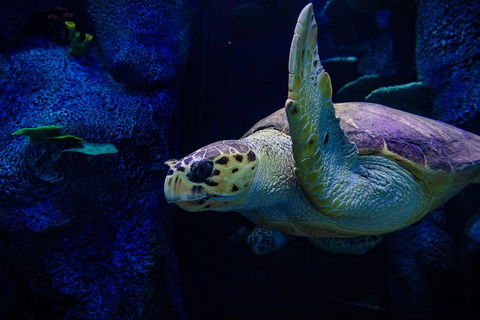 Sydney Attractions Pass: SEA LIFE Aquarium, Sydney Tower Eye, WILD LIFE Zoo And Madame Tussauds - Tourism Brisbane 1