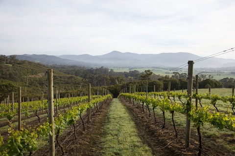 Yarra Valley 2-6 Guests Premium Food And Wine Inc Lunch At Dominique Portet - Tourism Brisbane 1