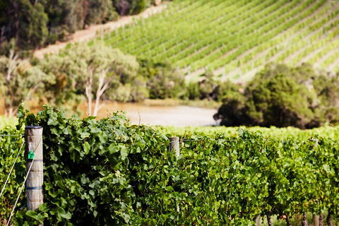 Yarra Valley Premium Tour Inc Lunch And Cheese, Chocolate Fondue At Rochford - Tourism Brisbane 5