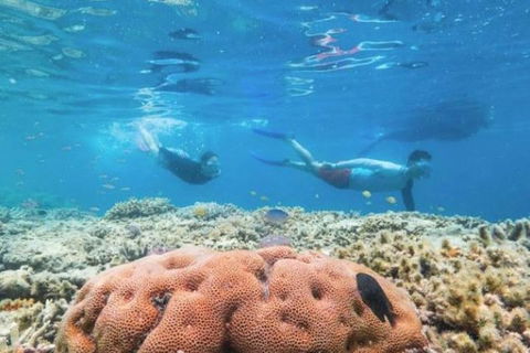 Great Barrier Reef Day Cruise To Reefworld - Tourism Brisbane 1