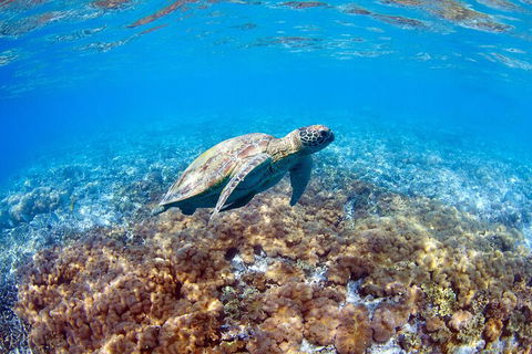Great Barrier Reef Day Cruise To Reefworld - Tourism Brisbane 5