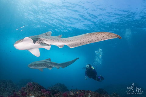3-Hour Byron Bay Certified Scuba Diving Tour - Tourism Brisbane 3