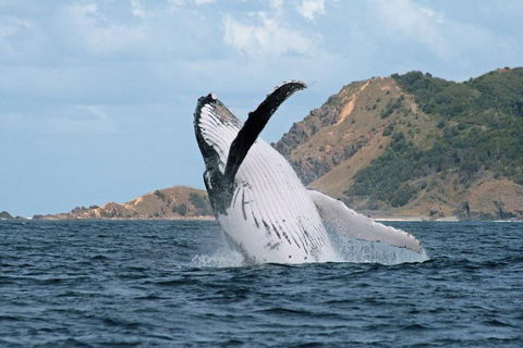 Byron Bay Whale Watching Cruise - Tourism Brisbane 0