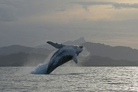 Byron Bay Whale Watching Cruise - Tourism Brisbane 1