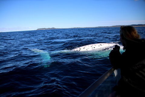 Byron Bay Whale Watching Cruise - Tourism Brisbane 2