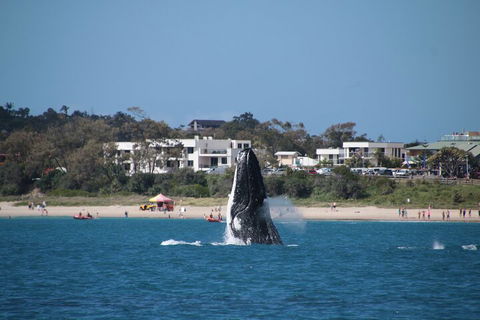 Byron Bay Whale Watching Cruise - Tourism Brisbane 3