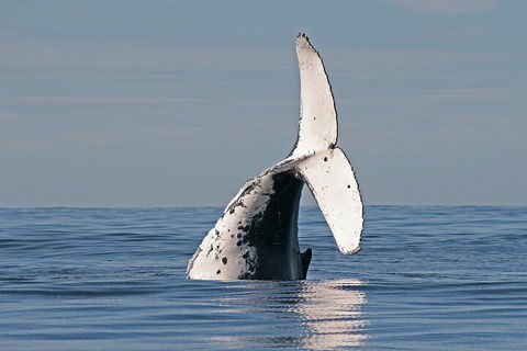 Byron Bay Whale Watching Cruise - Tourism Brisbane 4