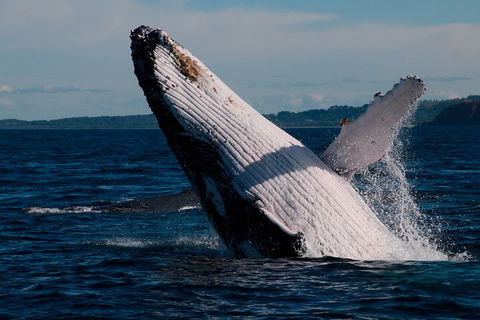Byron Bay Whale Watching Cruise - Tourism Brisbane 5