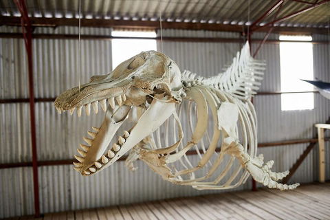 Albany's Whale Story - Tourism Brisbane 3
