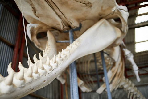 Albany's Whale Story - Tourism Brisbane 5