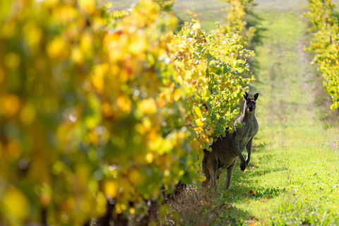 Margaret River 3 Day Escape - Tourism Brisbane 4