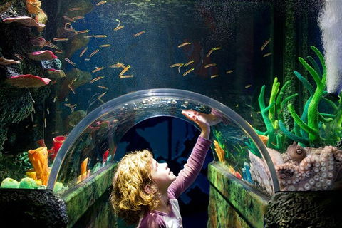 Melbourne BIG Ticket - LEGOLAND Discovery And SEA LIFE Melbourne - Tourism Brisbane 2