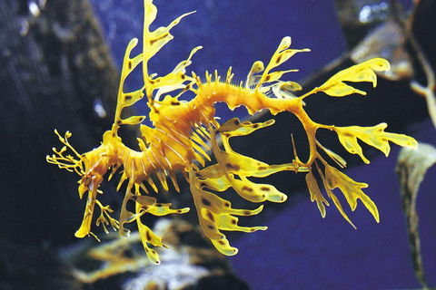 SEA LIFE Melbourne Aquarium Admission Ticket - Tourism Brisbane 0