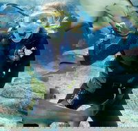 Shark Dive Experience at SEA LIFE Melbourne Aquarium - Tourism Brisbane