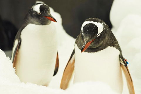 Penguin Passport At SEA LIFE Melbourne Aquarium - Tourism Brisbane 2