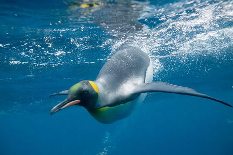Penguin Passport At SEA LIFE Melbourne Aquarium - Tourism Brisbane 3