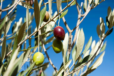 Fine Flavours - Full Day Kangaroo Island Food & Wine Tour - Tourism Brisbane 4