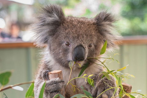 2-Day Great Ocean Road, Mornington Peninsula And Phillip Island Tour - Tourism Brisbane 2