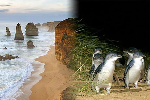 Melbourne Super Saver: Great Ocean Road + Phillip Island + Attraction Pass - Tourism Brisbane 0