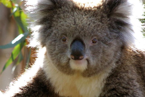 Melbourne Super Saver: Great Ocean Road + Phillip Island + Attraction Pass - Tourism Brisbane 3