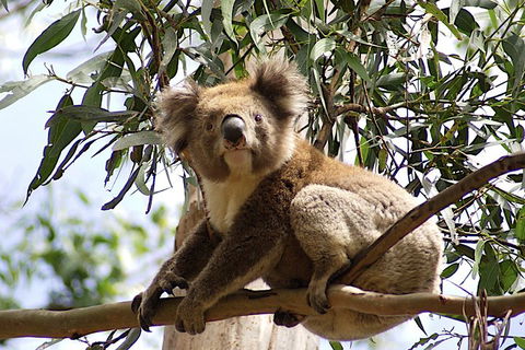 Melbourne Combo: Great Ocean Road, Puffing Billy, Moonlit Sanctuary & Penguins - Tourism Brisbane 3