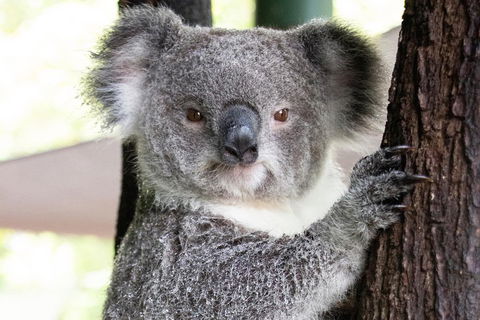 Wildlife Habitat Port Douglas - Brisbane Tourism 1