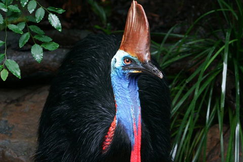 Wildlife Habitat Port Douglas - Brisbane Tourism 3