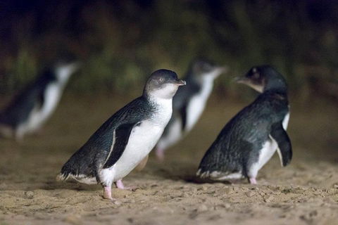 Private Tour: Phillip Island, Penguin Parade And Moonlit Sanctuary Conservation Park From Melbourne - Tourism Brisbane 2
