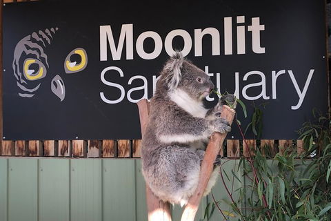 Private Tour: Phillip Island, Penguin Parade And Moonlit Sanctuary Conservation Park From Melbourne - Tourism Brisbane 3
