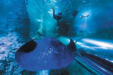 Snorkel With Sharks At AQWA - Tourism Brisbane 0