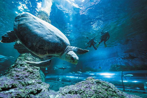 Snorkel With Sharks At AQWA - Tourism Brisbane 4