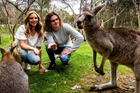 Moonlit Sanctuary Wildlife Conservation Park Daytime General Entry Ticket - Tourism Brisbane 2