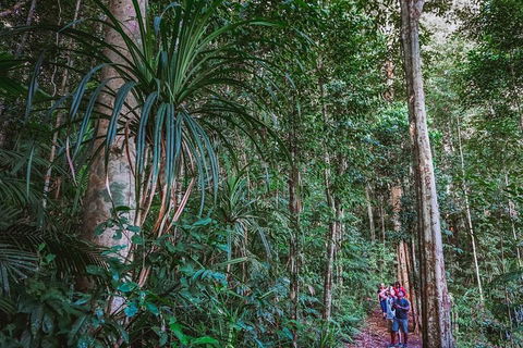 Atherton Tablelands Rain Forest By Night From Cairns - Tourism Brisbane 0