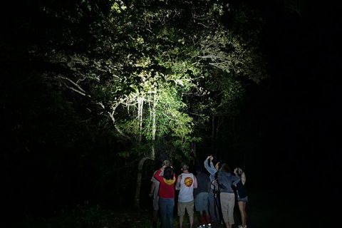 Atherton Tablelands Rain Forest By Night From Cairns - Tourism Brisbane 2