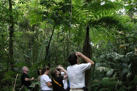 Atherton Tablelands Rain Forest By Night From Cairns - Tourism Brisbane 3